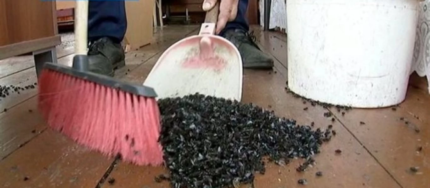 Μυγαποκάλυψη! Εκατοντάδες εκατομμύρια μύγες «σκέπασαν» χωριό (φώτο-βίντεο)